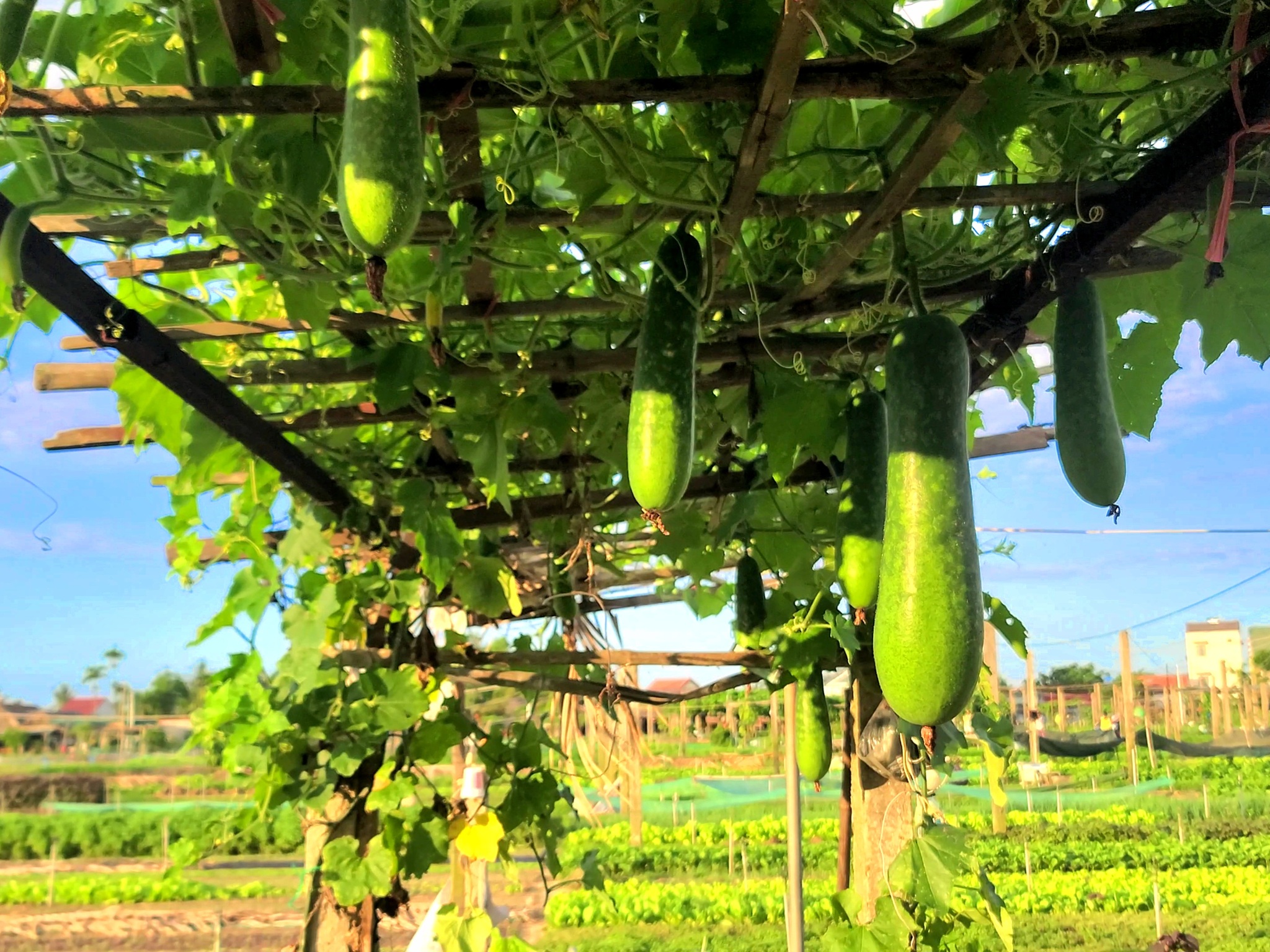 HA12: CENTRAL VIETNAM PACKAGE 7 DAYS