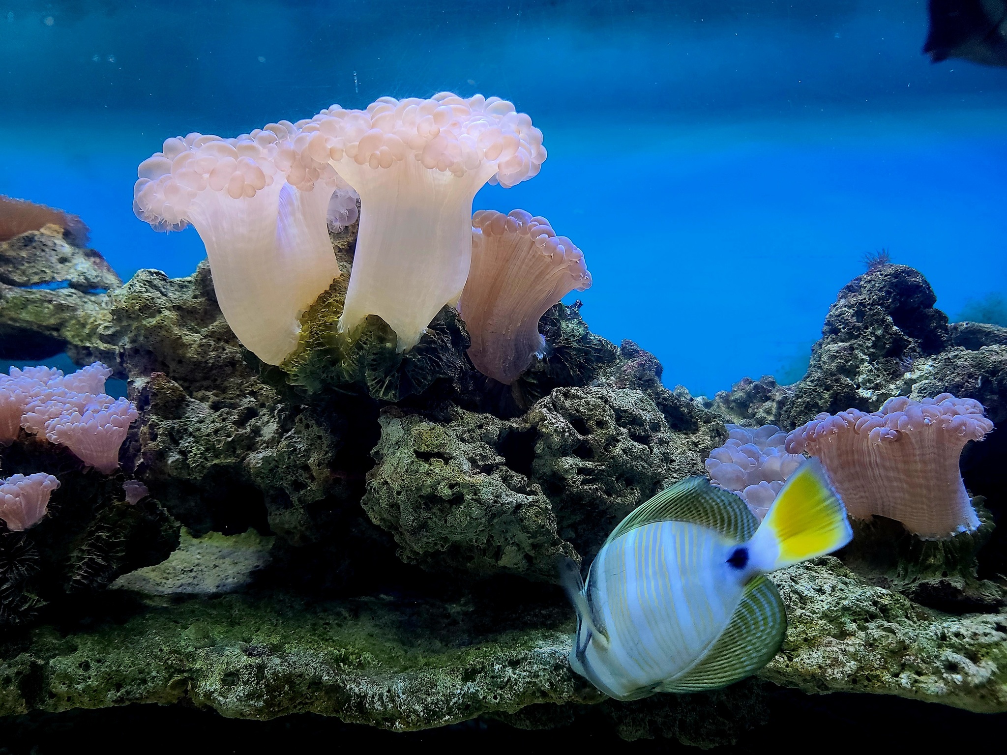 NT05: NHA TRANG FLYBOARD - FANTASTIC EXPERIENCE